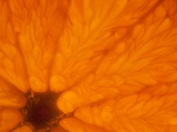 groenteenfruit -111105 - 8